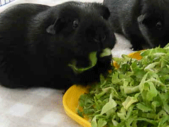 Гифка Морские свинки едят салат