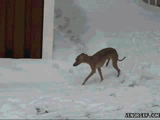 Гифка Собака не любит снег