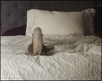 Гифка Кошка на кровати
