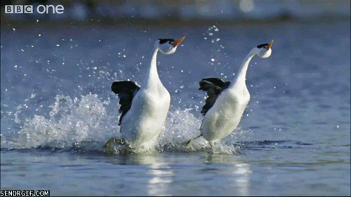 Гифка Две птицы бегут по воде