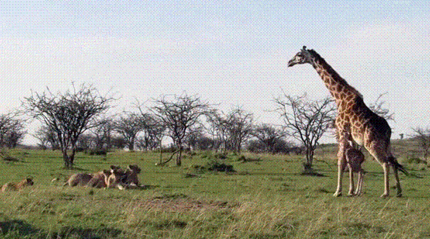 Гифка Огнедышащий жираф