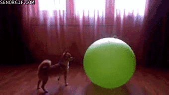 Гифка Маленькая собака и большой мяч