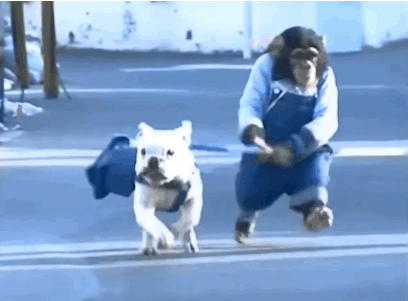 Гифка Обезьяна выгуливает собаку