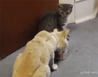 Гифка Коты делят консервы