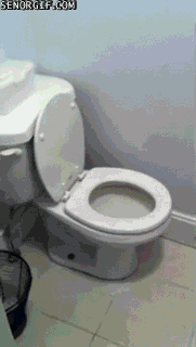 Гифка Кот и туалет