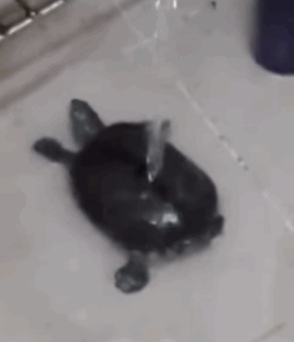 Гифка Черепаха танцует под струёй воды