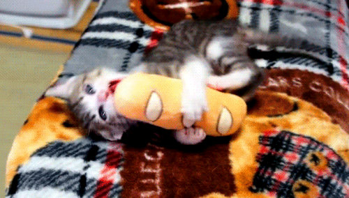 Гифка Котёнок и игрушечный батон