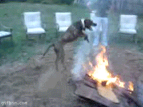 Гифка Собака прыгает через костёр