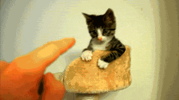 Гифка Котёнок боится пальца