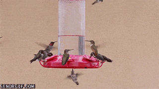 Гифка Незваный гость мешает обедать стае колибри