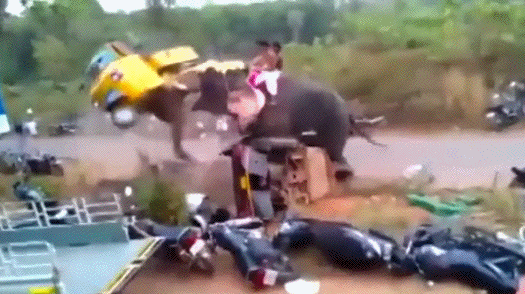 Гифка Слон крушит автомобили