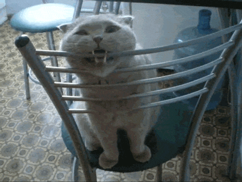 Гифка Кот грызёт спинку стула
