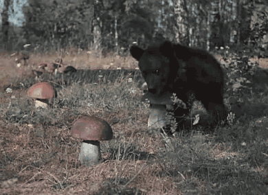 Гифка Медведь собирает грибы