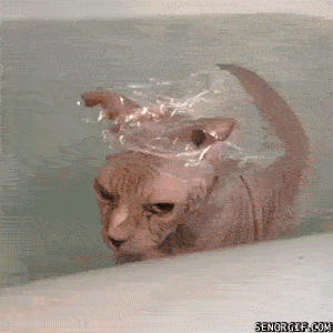 Гифка Лысые кошки в ванной