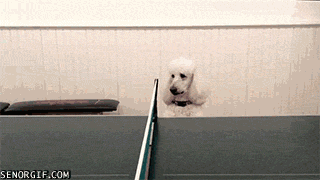 Гифка Собака наблюдает за настольным теннисом