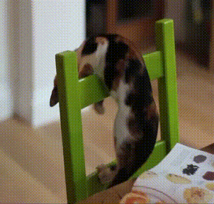 Гифка Котёнок на спинке стула