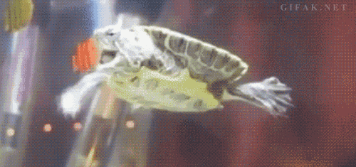 Гифка Черепаха пытается съесть рыбку-наклейку на стенке аквариума