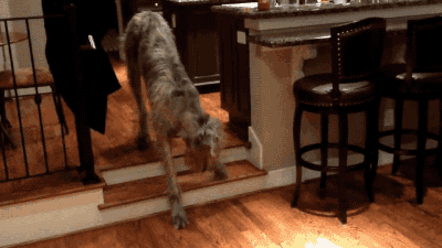 Гифка Собака боится спускаться с лестницы
