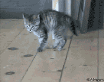Гифка Странный танец котёнка