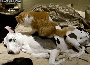 Гифка Кошка делает массаж собаке