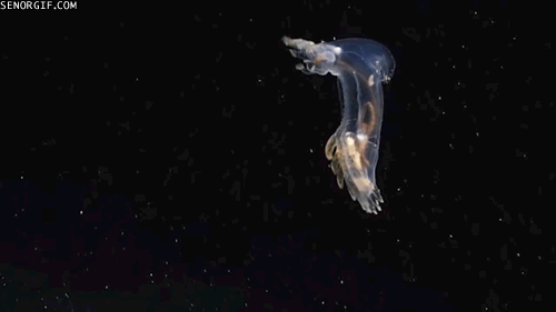 Гифка Глубоководное существо