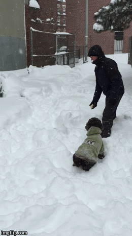 Гифка Собака ныряет в снег