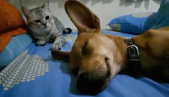 Гифка Кот не даёт спать собаке