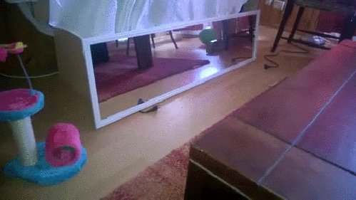 Гифка Зеркало упало на котёнка