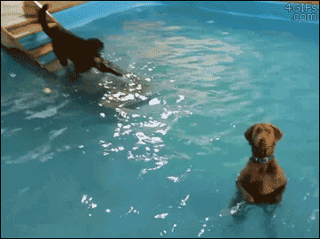 Гифка Собаки в бассейне