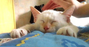 Гифка Спящий кот