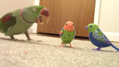 Гифка Живой попугай воюет с игрушечными