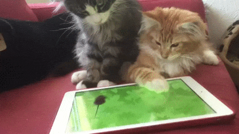 Гифка Коты с планшетом