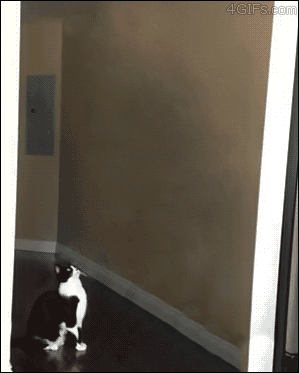 Гифка НЛО похищает кота