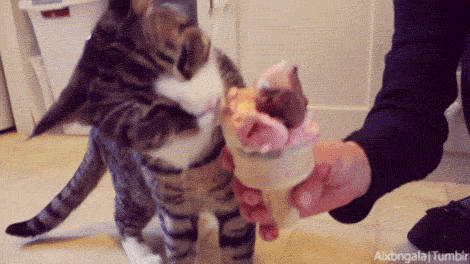 Гифка Кошка ест мороженое
