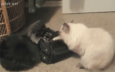 Гифка Коты крадут из сумки