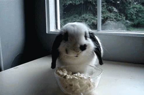 Гифка Кролик ест поп-корн