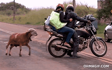 Гифка Баран против мотоциклистов