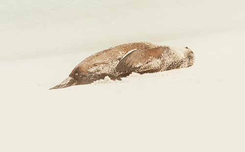 Гифка Тюлень катается по снегу