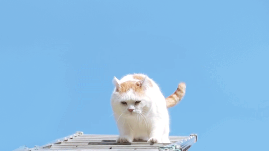 Гифка Белый кот под голубым небом