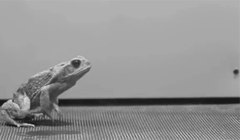 Гифка Прыжок лягушки