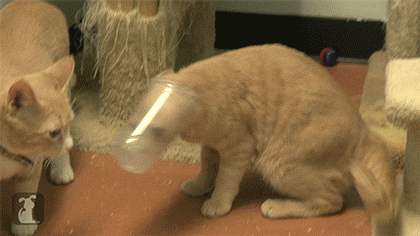 Гифка Кот со стаканом