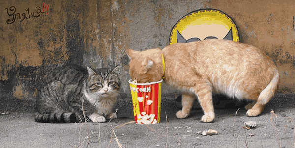 Гифка Коты и попкорн
