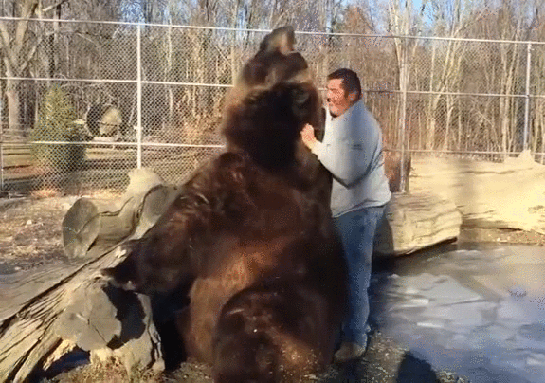 Гифка Мужик с медведем