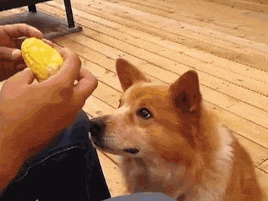 Гифка Собака хочет кукурузу