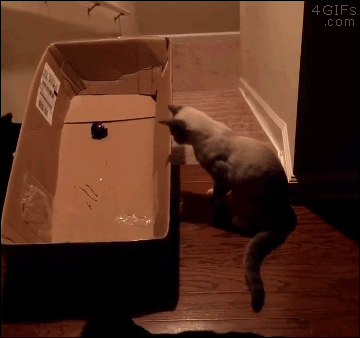 Гифка Запуск кота с лестницы в коробке