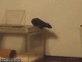 Гифка Крыса прыгает мимо