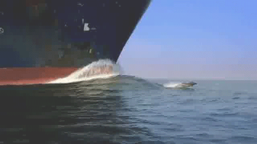 Гифка Дельфины сопровождают корабль