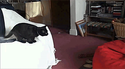 Гифка Кошка прыгает на кресло-мешок