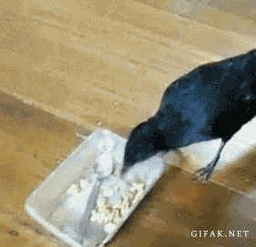 Гифка Ворона кормит собаку и кошку