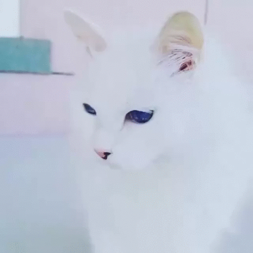 Гифка Белая кошка с синими глазами